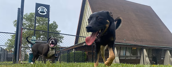 LUMC Dog Park